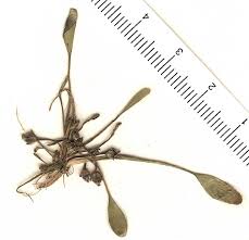 Attēlu rezultāti vaicājumam “Limosella aquatica”