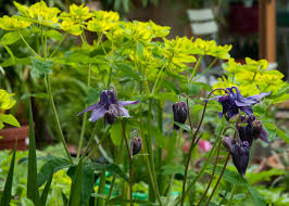 Attēlu rezultāti vaicājumam “Euphorbia palustris”