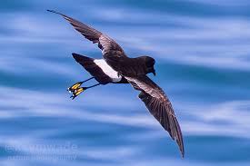 Image result for Oceanites oceanicus