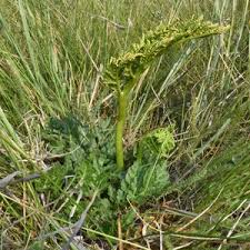 Attēlu rezultāti vaicājumam “Botrychium multifidum”