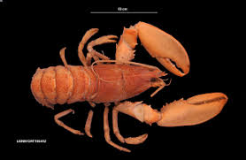 Image result for Homarus americanus