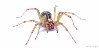 Attēlu rezultāti vaicājumam “Agelena labyrinthica”