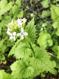 Image result for Alliaria petiolata