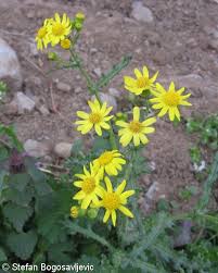 Attēlu rezultāti vaicājumam “Senecio vernalis leaf”
