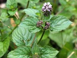 Image result for Menta x piperita