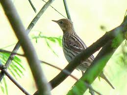 Image result for Anthus gustavi