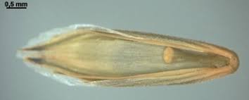 Attēlu rezultāti vaicājumam “Glyceria fluitans fruit”