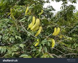 Attēlu rezultāti vaicājumam “Leguminosae”