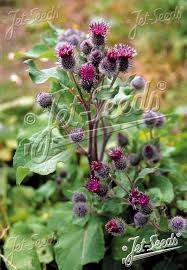 Attēlu rezultāti vaicājumam “Arctium”