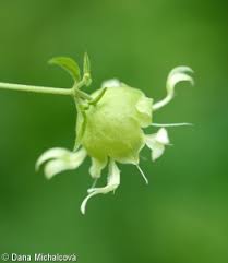 Attēlu rezultāti vaicājumam “Silene baccifera leaf”
