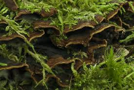 Attēlu rezultāti vaicājumam “Hymenochaete rubiginosa”