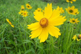 Image result for Coreopsis