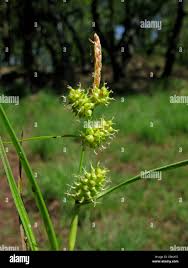 Attēlu rezultāti vaicājumam “Carex lepidocarpa fruit”