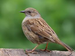 Attēlu rezultāti vaicājumam “Prunella modularis adult”