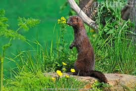 Attēlu rezultāti vaicājumam “Mustela vison”