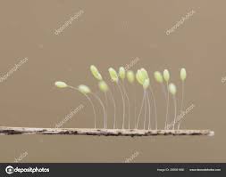 Attēlu rezultāti vaicājumam “Chrysopidae eggs”