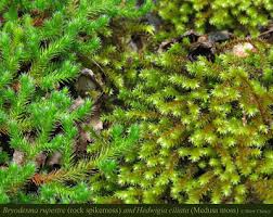 Attēlu rezultāti vaicājumam “Hedwigia ciliata”