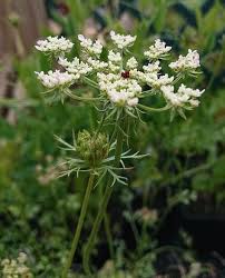 Image result for Daucus carota