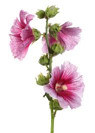Image result for Alcea (althaea) rosea