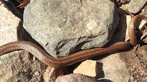 Attēlu rezultāti vaicājumam “Coronella austriaca adult”