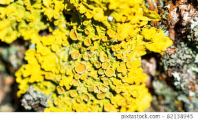 Attēlu rezultāti vaicājumam “Xanthoria parietina”