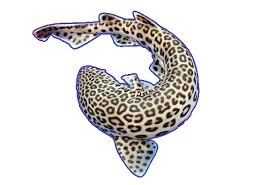 Image result for Poroderma pantherinum