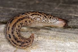 Attēlu rezultāti vaicājumam “Limax maximus”