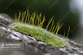 Attēlu rezultāti vaicājumam “Tortula muralis”