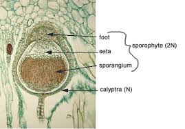 Attēlu rezultāti vaicājumam “Leiocolea rutheana sporophyte”