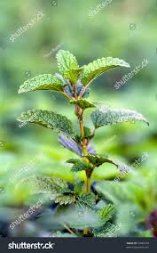 Attēlu rezultāti vaicājumam “Melissa officinalis leaf”