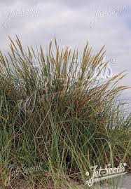 Attēlu rezultāti vaicājumam “Ammophila arenaria”