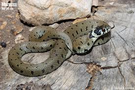 Attēlu rezultāti vaicājumam “Natrix natrix”