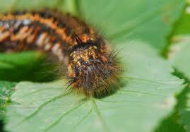 Attēlu rezultāti vaicājumam “Euthrix potatoria larva”
