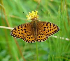 Attēlu rezultāti vaicājumam “Argynnis aglaja upperside”