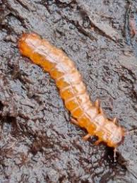 Attēlu rezultāti vaicājumam “Cucujidae”