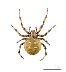 Attēlu rezultāti vaicājumam “Araneus quadratus male”