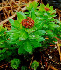 Attēlu rezultāti vaicājumam “Rhodiola rosea flower”