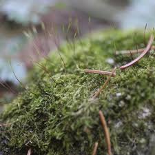 Attēlu rezultāti vaicājumam “Amblystegium serpens macro”