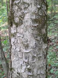 Attēlu rezultāti vaicājumam “Aesculus flava bud”