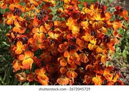 Image result for Cheiranthus cheiri