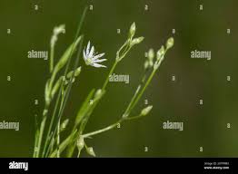 Attēlu rezultāti vaicājumam “Stellaria longifolia”