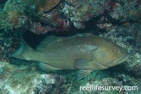 Image result for Epinephelus morio