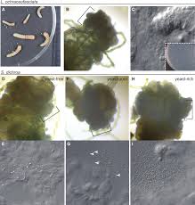 Attēlu rezultāti vaicājumam “Oxymirus cursor female”