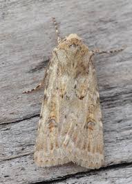 Attēlu rezultāti vaicājumam “Agrotis ripae larva”