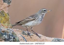 Image result for Anthus spinoletta
