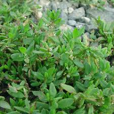 Attēlu rezultāti vaicājumam “Polygonum aviculare flower”