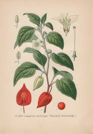 Attēlu rezultāti vaicājumam “Physalis alkekengi”