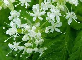Image result for Myrrhis odorata