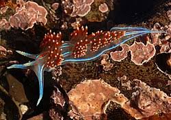 Attēlu rezultāti vaicājumam “Saelania glaucescens”