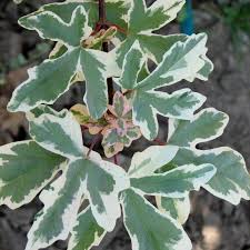 Attēlu rezultāti vaicājumam “Acer campestre leaf”